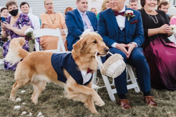 Dog with a basket